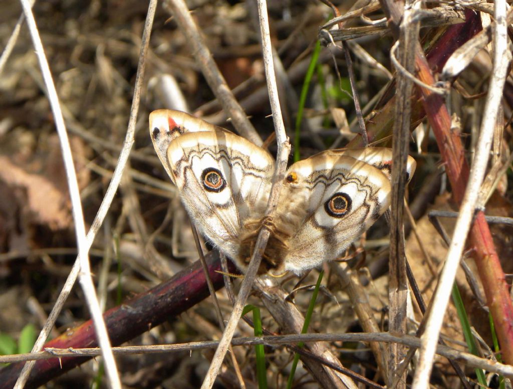 Identificazione bruco: Saturnia pavoniella - Saturniidae